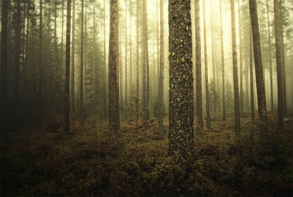 Photograph Joni Niemela In Dreams on One Eyeland