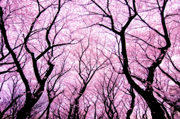 Photograph Yoshiyuki Ogawa K1219 on One Eyeland
