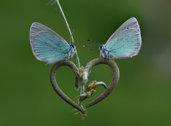 Photograph Mehmet Karaca L O  V E on One Eyeland