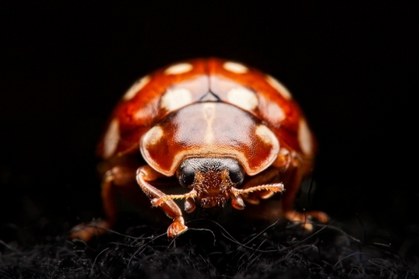 Photograph Joni Niemela Ladybug on One Eyeland