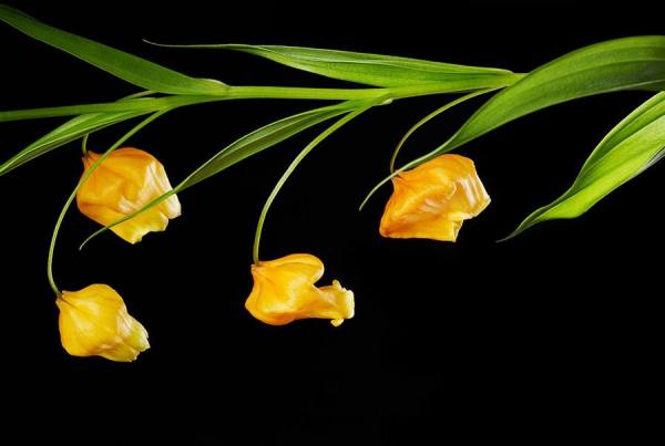 Photograph Paul Nelson Lanterns on One Eyeland