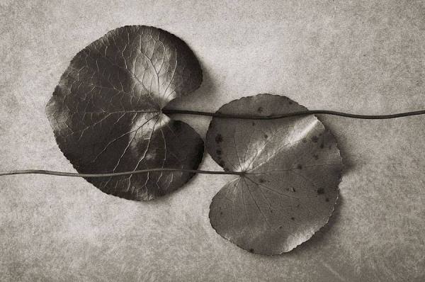 Photograph Paul Nelson Leaves on One Eyeland
