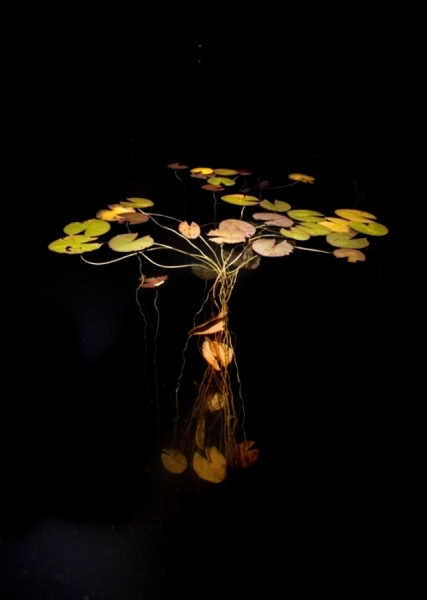 Photograph Christopher Becker Lilies 7771 on One Eyeland