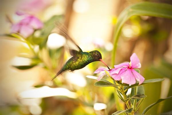 Photograph Jackson Carvalho Little on One Eyeland