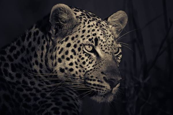 Photograph Mario Moreno Makepesi on One Eyeland