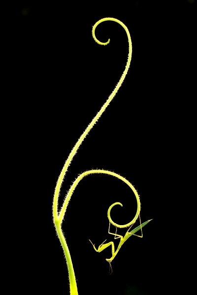 Photograph Mehmet Karaca Melody on One Eyeland