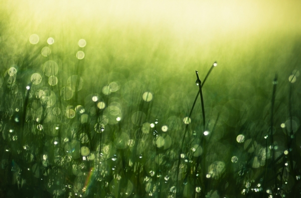 Photograph Joni Niemela Morning Dew on One Eyeland