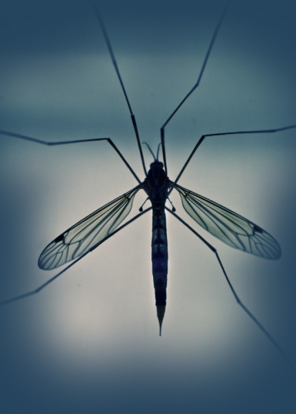 Photograph Andrzej Bochenski Mosquito on One Eyeland