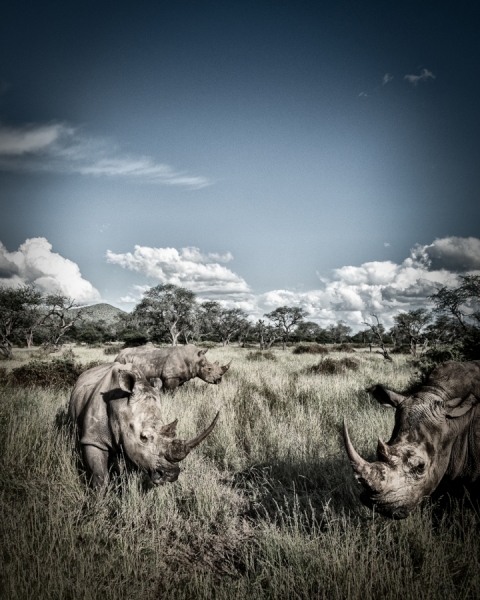 Photograph Aasmund Kvarnstrom Namibian Rhinos on One Eyeland