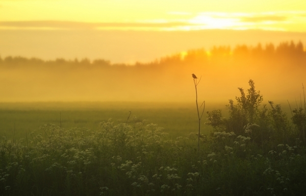 Photograph Joni Niemela Northern Wheatear In The Evening Mist on One Eyeland