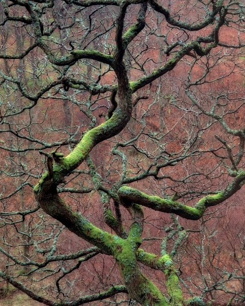 Photograph Stephen Bond Oak Tree Wales on One Eyeland