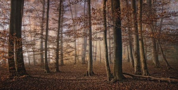 Photograph Norbert Maier October Forest on One Eyeland