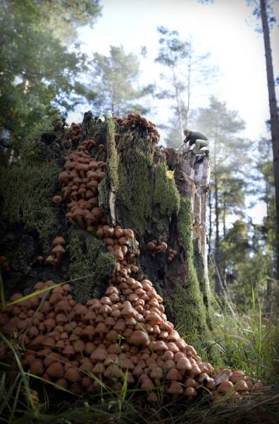 Photograph Dariusz Krupa On Mushrooms on One Eyeland
