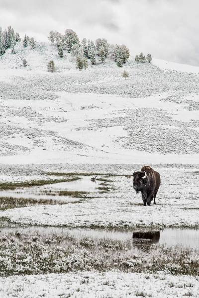 Photograph Yifei Gu One Lonely Bison on One Eyeland