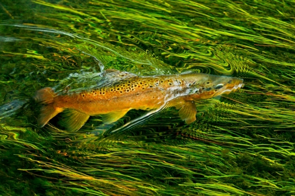 Photograph Marcos Furer Patagonia Trout on One Eyeland