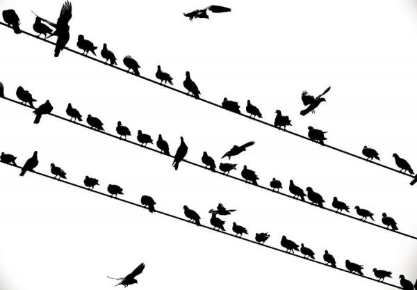 Photograph Ronen Rosenblatt Pigeons on One Eyeland