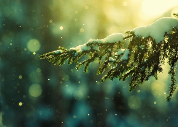 Photograph Joni Niemela Pine Needles In The Snowfall on One Eyeland