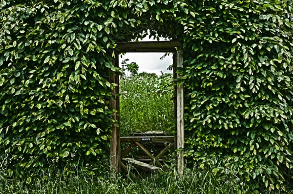 Photograph Adam Regan Private Privet on One Eyeland