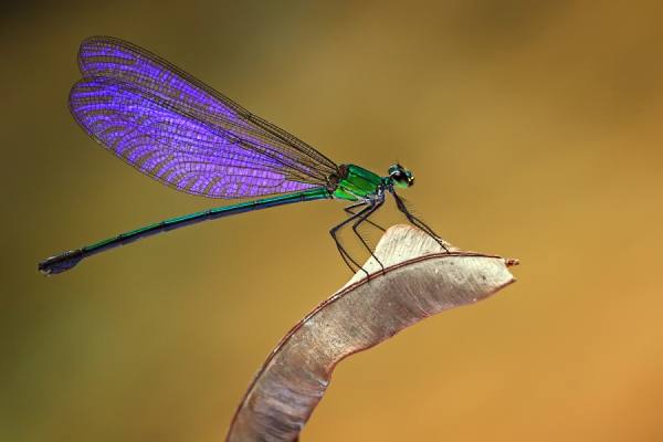 Photograph Shikhei Goh Purple Wings on One Eyeland