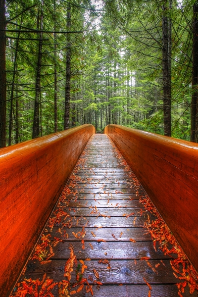 Photograph Larry Hamill Redwood Bridge on One Eyeland