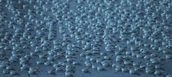 Photograph Michael Heinrich Seagull Covey Blue Hour on One Eyeland