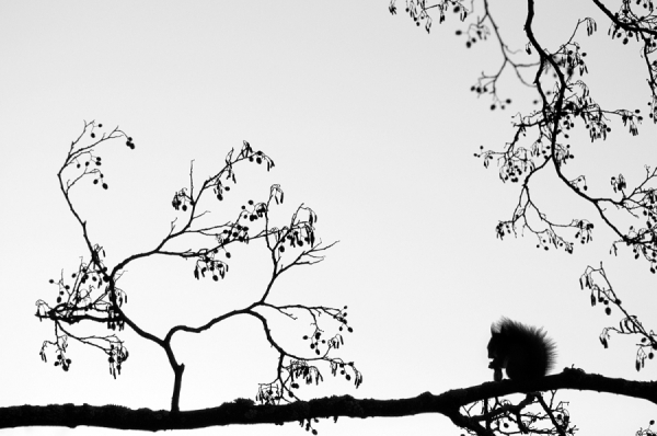 Photograph Mikko Lagerstedt Silhouette on One Eyeland