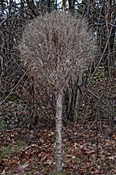Photograph Jurginas Zilys Silver Tree on One Eyeland