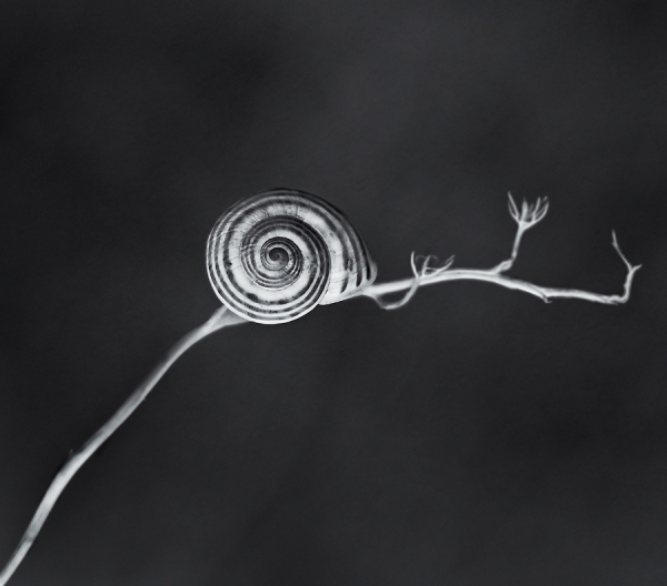 Photograph Xavi Heredia Snail And Branch on One Eyeland