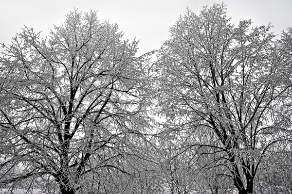 Photograph Stefan Amer Snow Trees on One Eyeland