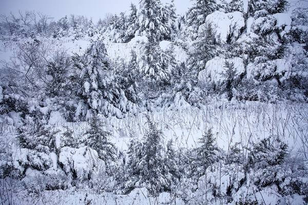 Photograph Tony Schanuel Snowed In on One Eyeland