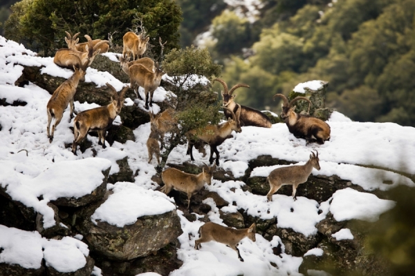 Photograph Marcos Furer Spanish Ibex on One Eyeland