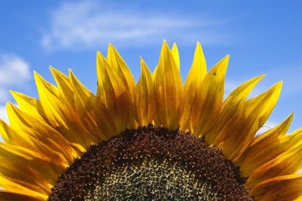 Photograph Axel Fassio Sunflower on One Eyeland