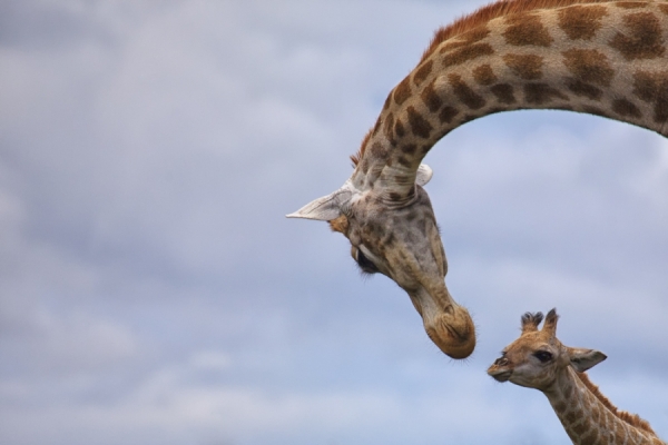 Photograph Mario Moreno Tenderness on One Eyeland