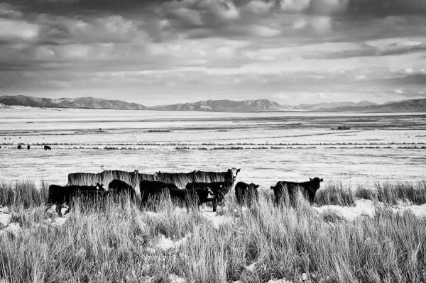 Photograph Yifei Gu The Cattle on One Eyeland