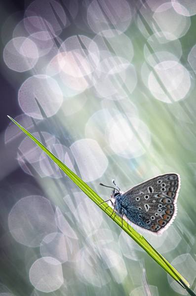 Photograph Meven Bloas The Droplets Seduction on One Eyeland