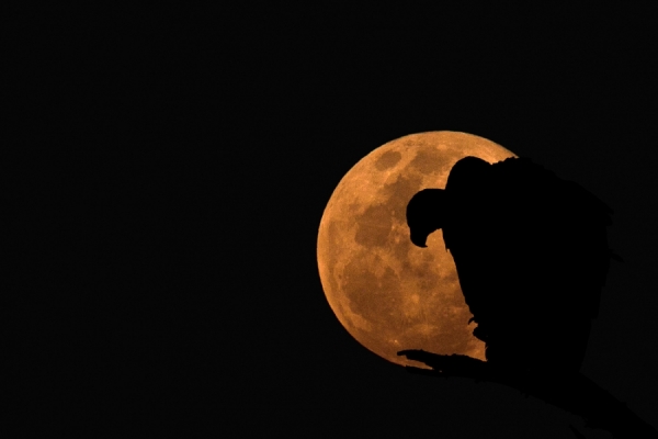 Photograph Mario Moreno The Vulture And The Moon on One Eyeland