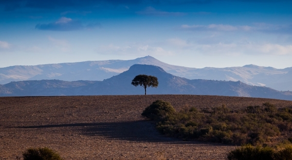 Photograph Marcos Furer Tree on One Eyeland