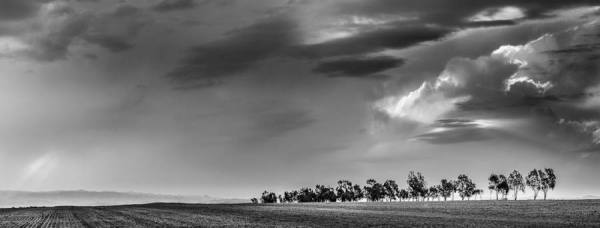 Photograph Marcos Furer Tree Line on One Eyeland