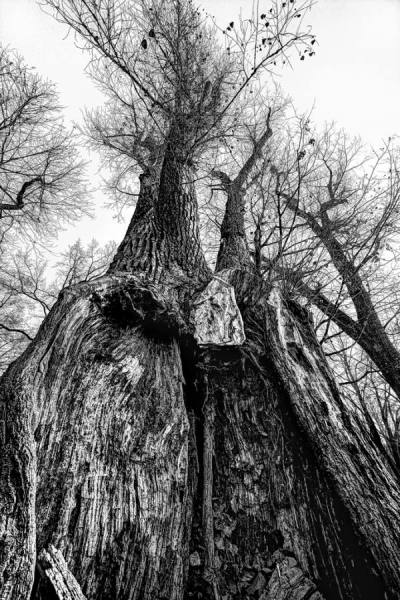 Photograph Andrzej Bochenski Trees Die Standing on One Eyeland