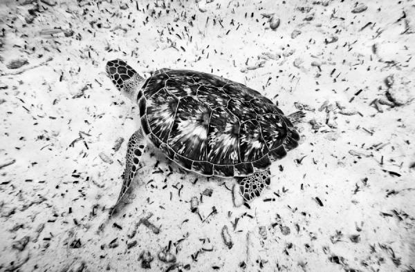 Photograph Marcos Furer Turtle on One Eyeland