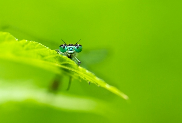 Photograph Joni Niemela Variable Damselfly on One Eyeland