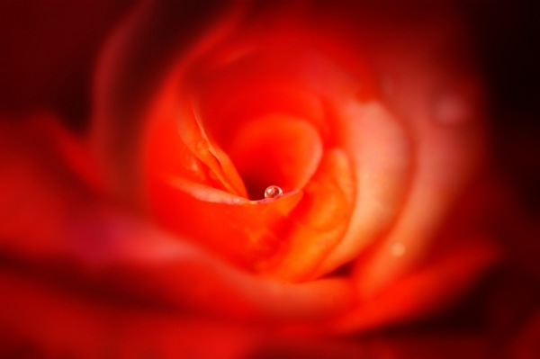 Photograph Norbert Maier Water Drop on One Eyeland