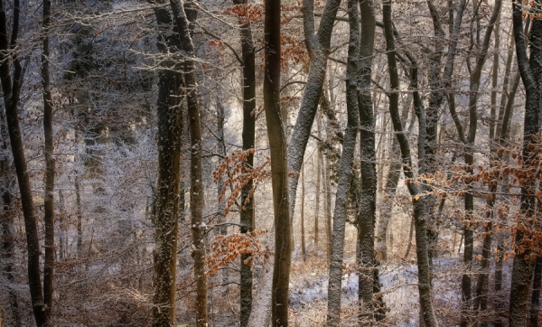 Photograph Norbert Maier Winter Forest on One Eyeland