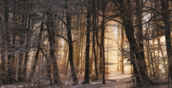 Photograph Norbert Maier Winter Morning Light on One Eyeland
