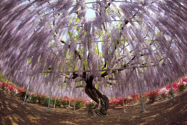 Photograph Koji Tajima Wisteria on One Eyeland