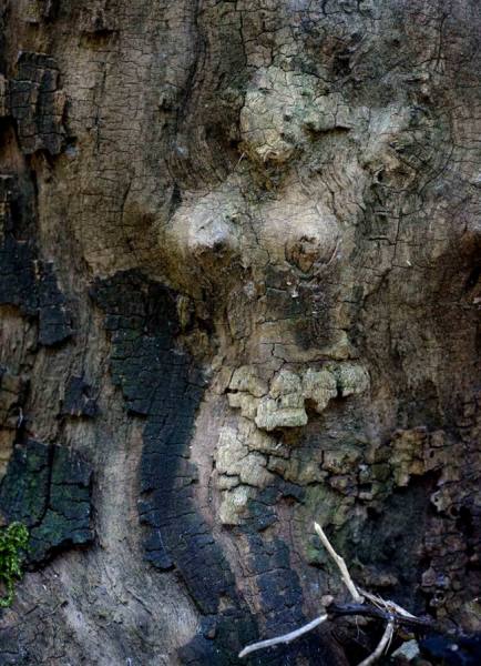 Photograph Vladimir Kukorenchuk Wood Nymph 01 on One Eyeland