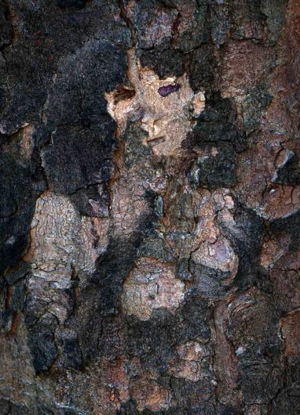 Photograph Vladimir Kukorenchuk Wood Nymph 02 on One Eyeland