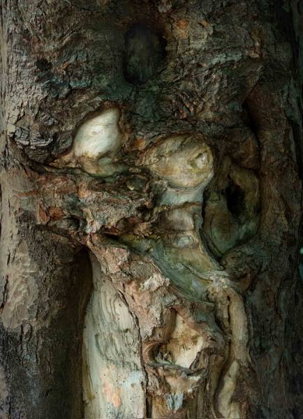 Photograph Vladimir Kukorenchuk Wood Nymph 04 on One Eyeland