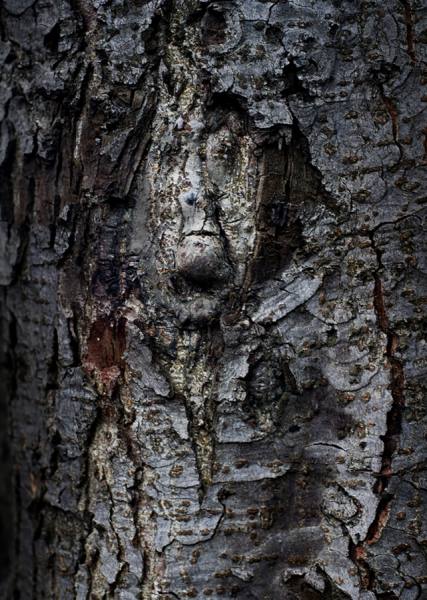 Photograph Vladimir Kukorenchuk Wood Nymph 05 on One Eyeland