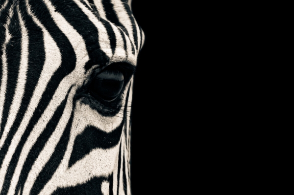Photograph Mario Moreno Zebra Eye on One Eyeland